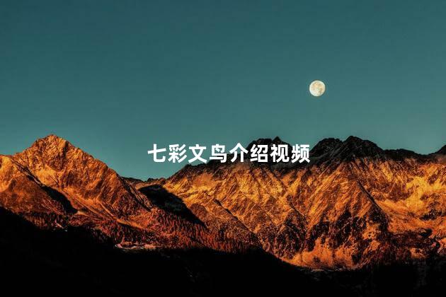 七彩文鸟介绍视频
