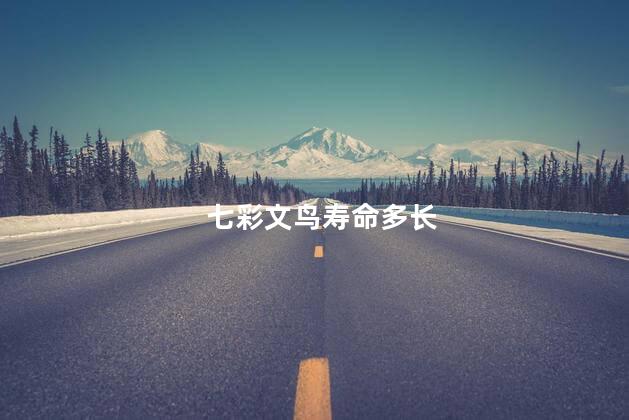七彩文鸟寿命多长