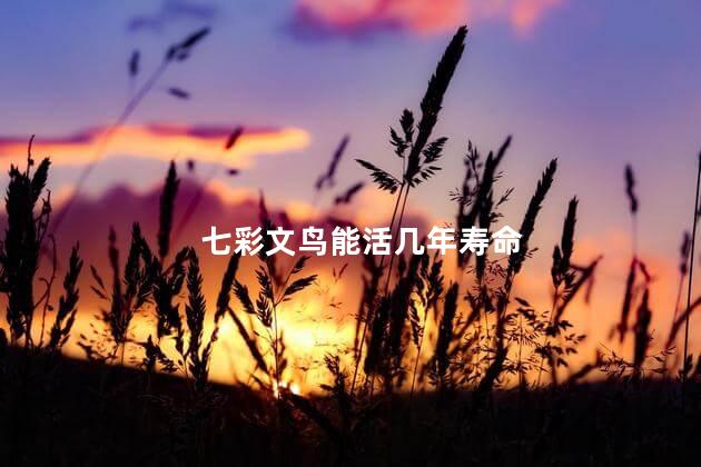 七彩文鸟能活几年寿命