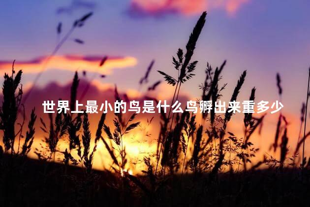 世界上最小的鸟是什么鸟孵出来重多少