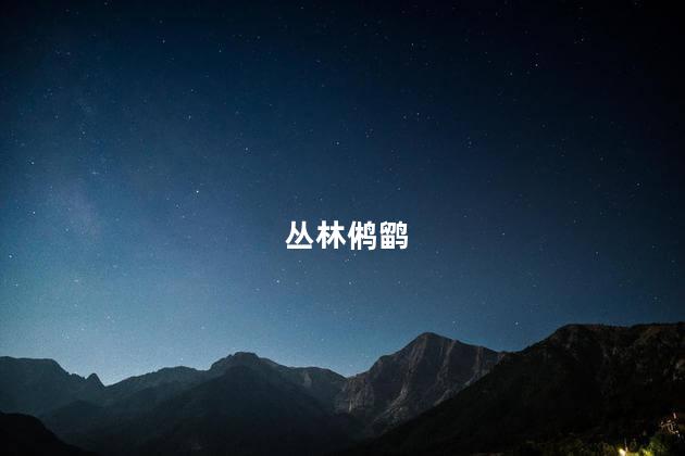 丛林鸺鹠