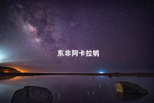 东非阿卡拉鸲