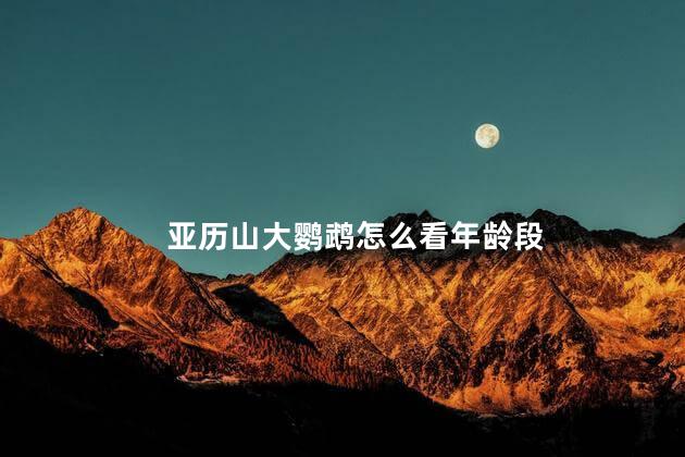 亚历山大鹦鹉怎么看年龄段