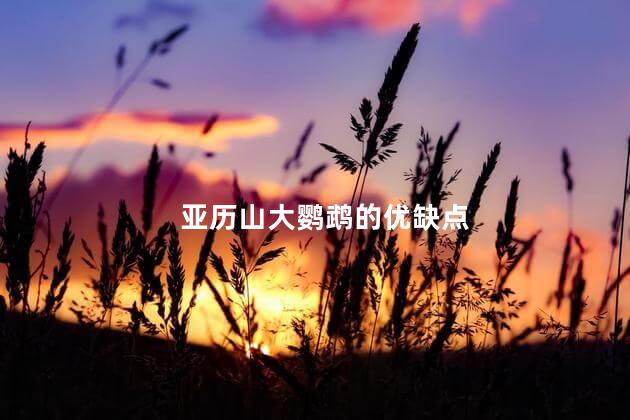 亚历山大鹦鹉的优缺点