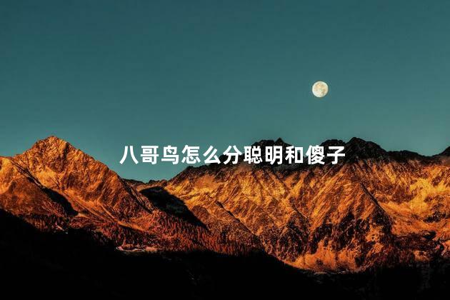 八哥鸟怎么分聪明和傻子