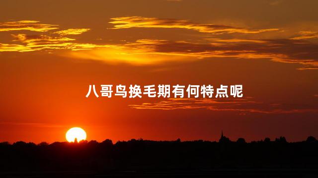 八哥鸟换毛期有何特点呢