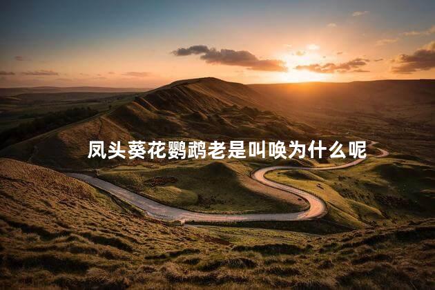 凤头葵花鹦鹉老是叫唤为什么呢