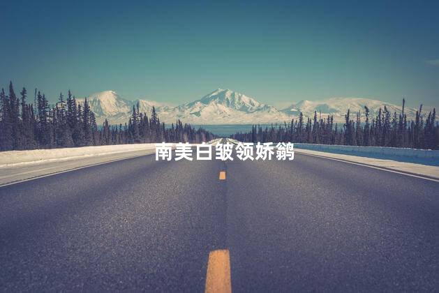 南美白皱领娇鹟