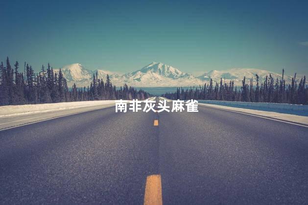 南非灰头麻雀