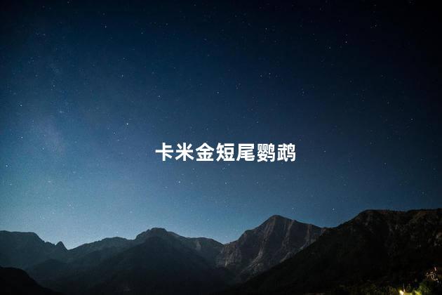 卡米金短尾鹦鹉