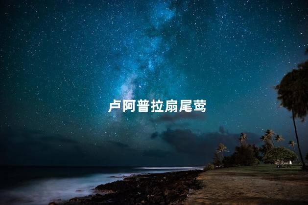 卢阿普拉扇尾莺