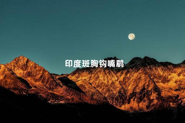 印度斑胸钩嘴鹛