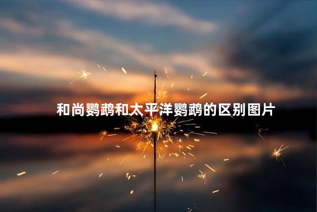 和尚鹦鹉和太平洋鹦鹉的区别图片
