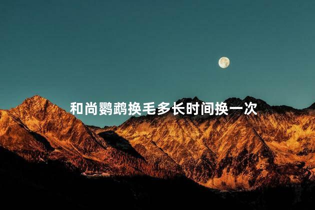 和尚鹦鹉换毛多长时间换一次