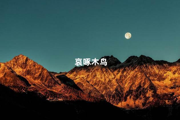 哀啄木鸟