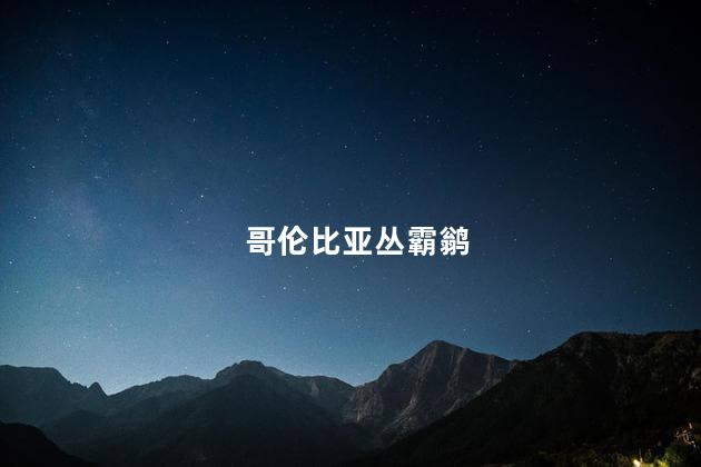 哥伦比亚丛霸鹟