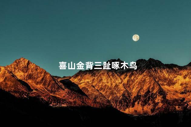 喜山金背三趾啄木鸟