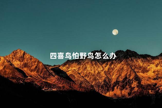 四喜鸟怕野鸟怎么办