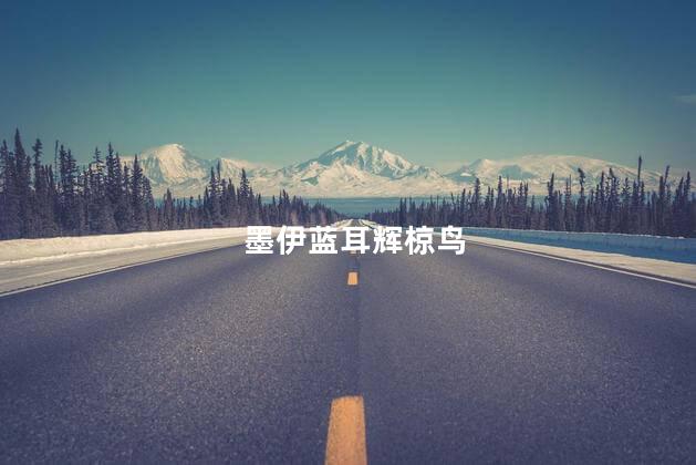 墨伊蓝耳辉椋鸟