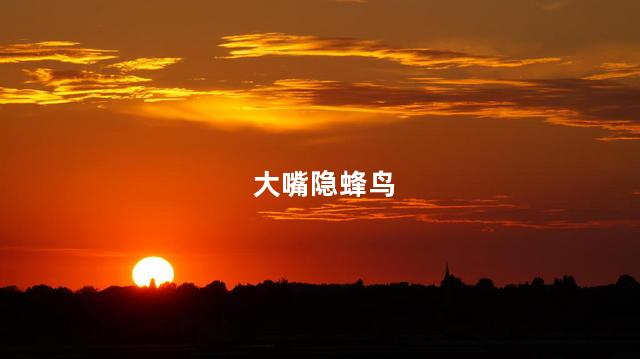 大嘴隐蜂鸟