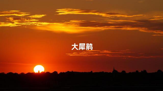 大犀鹃