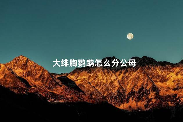 大绯胸鹦鹉怎么分公母