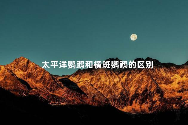 太平洋鹦鹉和横斑鹦鹉的区别