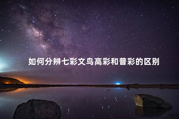 如何分辨七彩文鸟高彩和普彩的区别