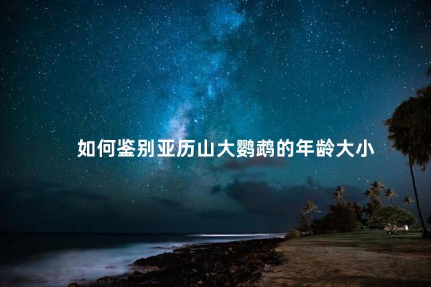 如何鉴别亚历山大鹦鹉的年龄大小