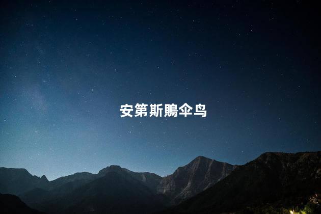 安第斯鵙伞鸟