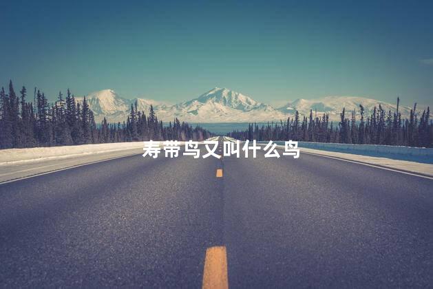 寿带鸟又叫什么鸟