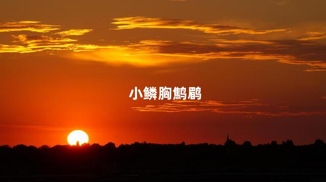 小鳞胸鹪鹛