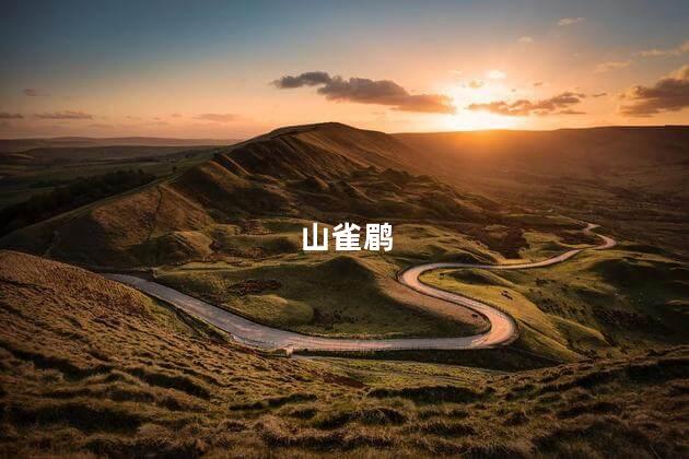 山雀鹛