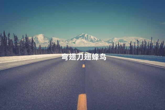 弯翅刀翅蜂鸟