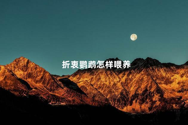 折衷鹦鹉怎样喂养