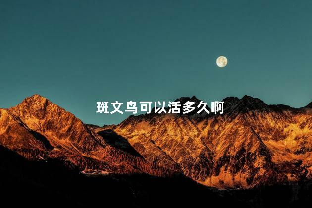 斑文鸟可以活多久啊