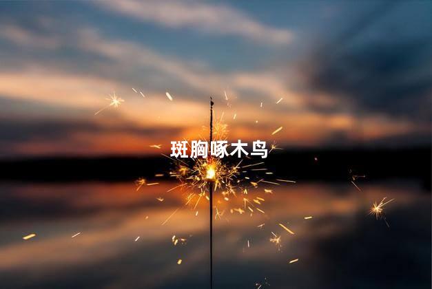 斑胸啄木鸟
