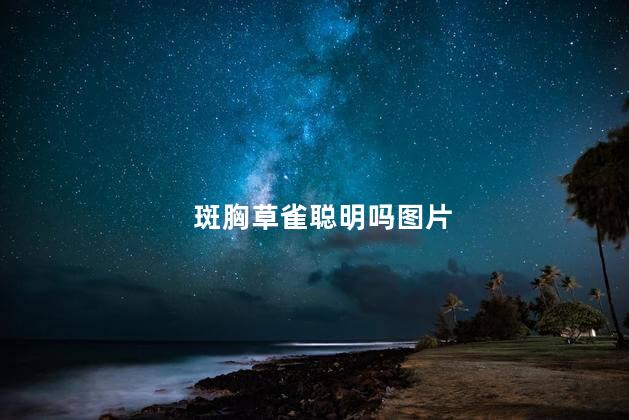 斑胸草雀聪明吗图片