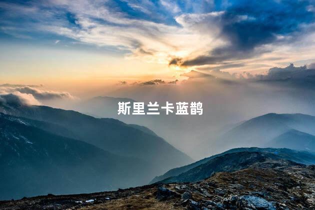 斯里兰卡蓝鹊