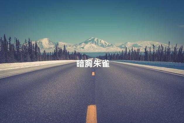 暗胸朱雀
