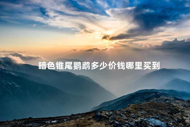 暗色锥尾鹦鹉多少价钱哪里买到