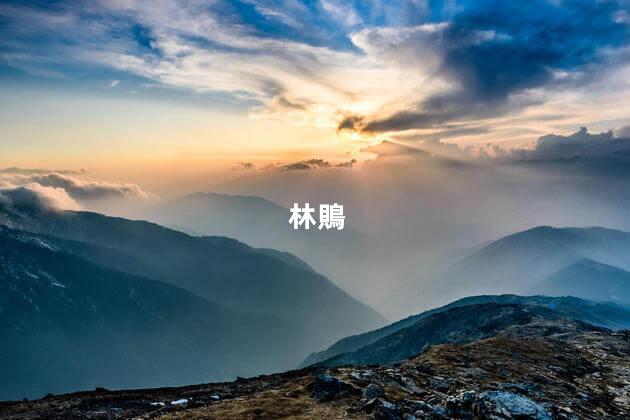 林鵙