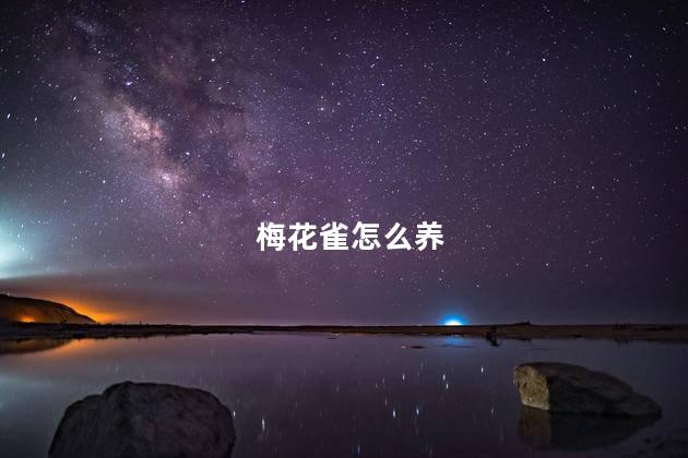 梅花雀怎么养