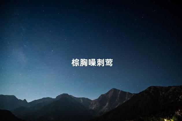 棕胸噪刺莺