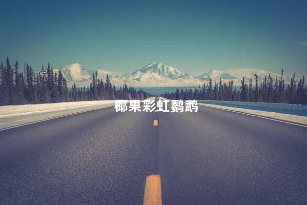 椰果彩虹鹦鹉