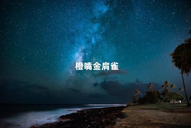 橙嘴金肩雀
