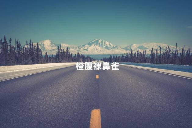 橙腹裸鼻雀