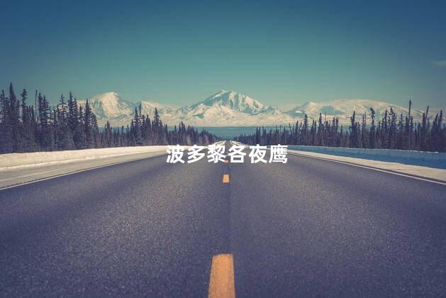 波多黎各夜鹰