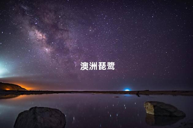 澳洲琵鹭