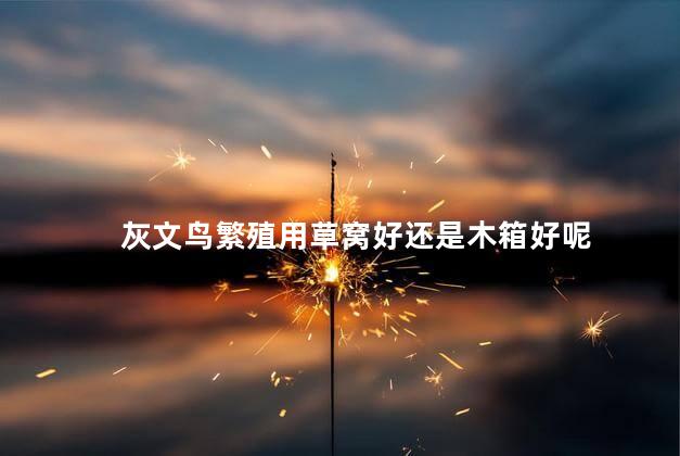 灰文鸟繁殖用草窝好还是木箱好呢